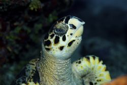 Hawksbill at Babylon, Cayman Islands. Nikon D 200 by Peter Foulds 